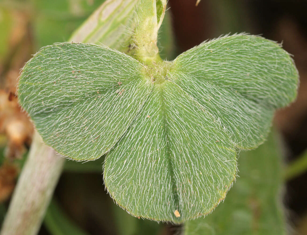 Image of Trifolium incarnatum subsp. molinerii (Hornem.) Syme