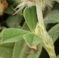 Image of Trifolium incarnatum subsp. molinerii (Hornem.) Syme