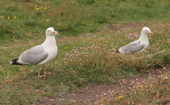 Image of European Herring Gull