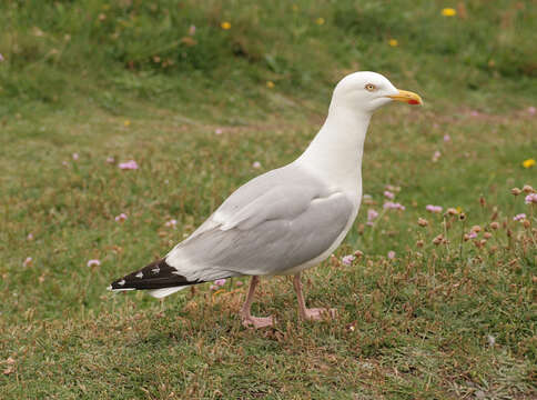 Image of European Herring Gull