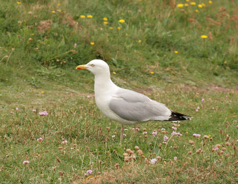 Image of European Herring Gull