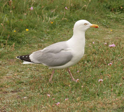 Image of European Herring Gull