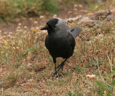 Слика од Coloeus monedula (Linnaeus 1758)