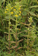 Image of Yellow Glandweed