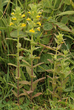 Image of Yellow Glandweed