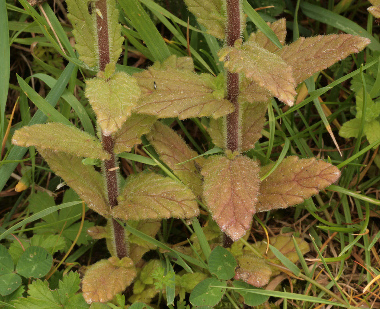 Image of Yellow Glandweed