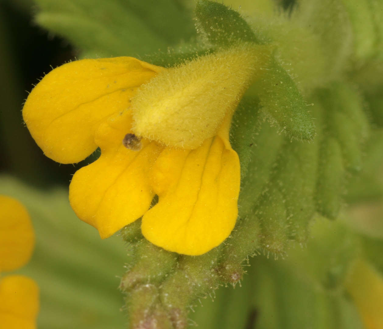 Image of Yellow Glandweed