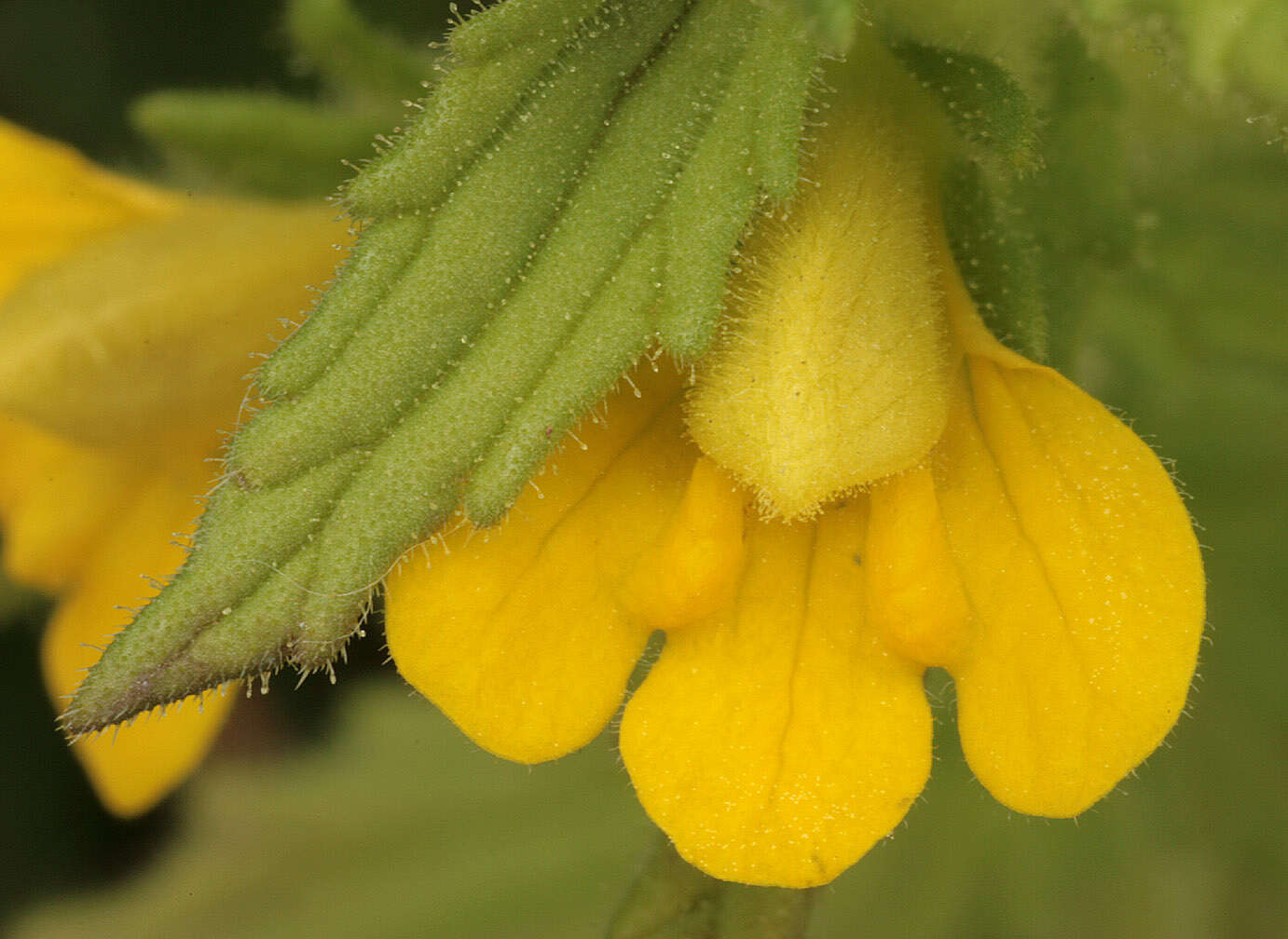 Image of Yellow Glandweed