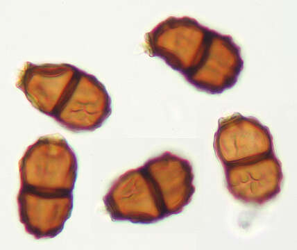 Image of Puccinia smyrnii Biv. 1816