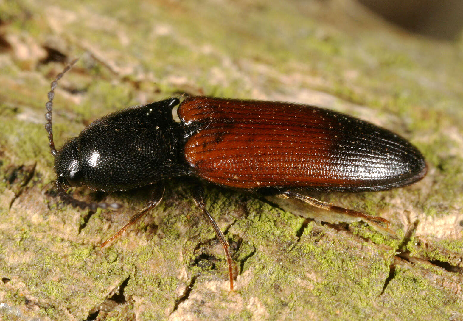 Image of Ampedus balteatus