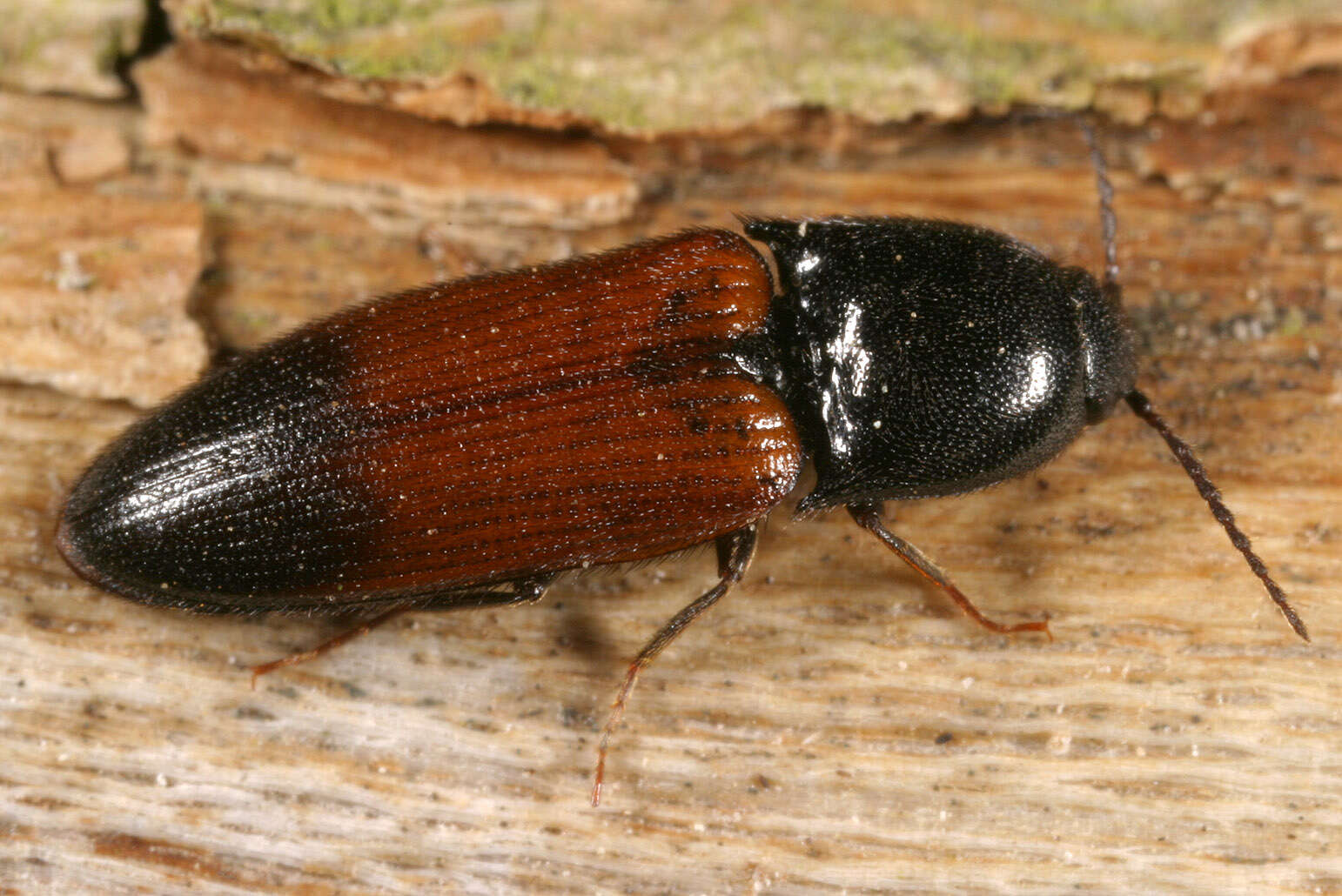 Image of Ampedus balteatus