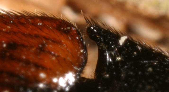 Image of Ampedus balteatus