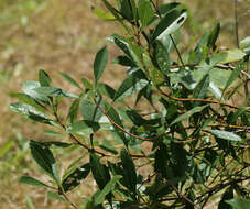 Image de Caliroa cerasi (Linnaeus)