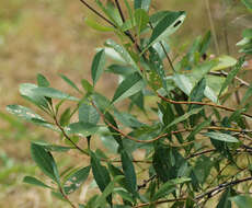 Image of Cherry slug