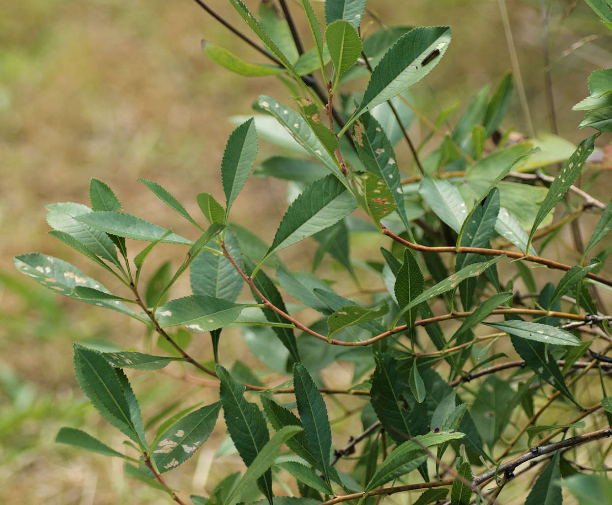 Image de Caliroa cerasi (Linnaeus)