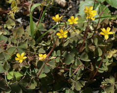 Image of creeping woodsorrel