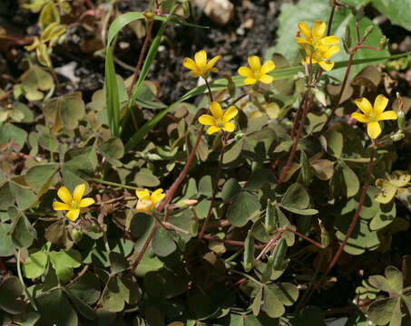 Imagem de Oxalis corniculata L.