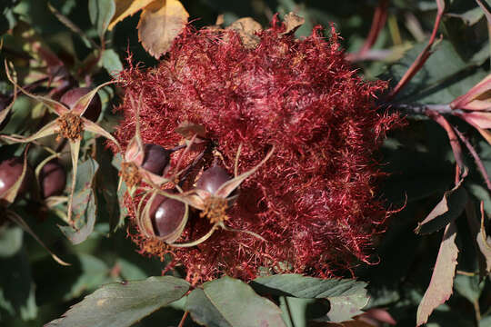 Image of Mossy Rose Gall Wasp