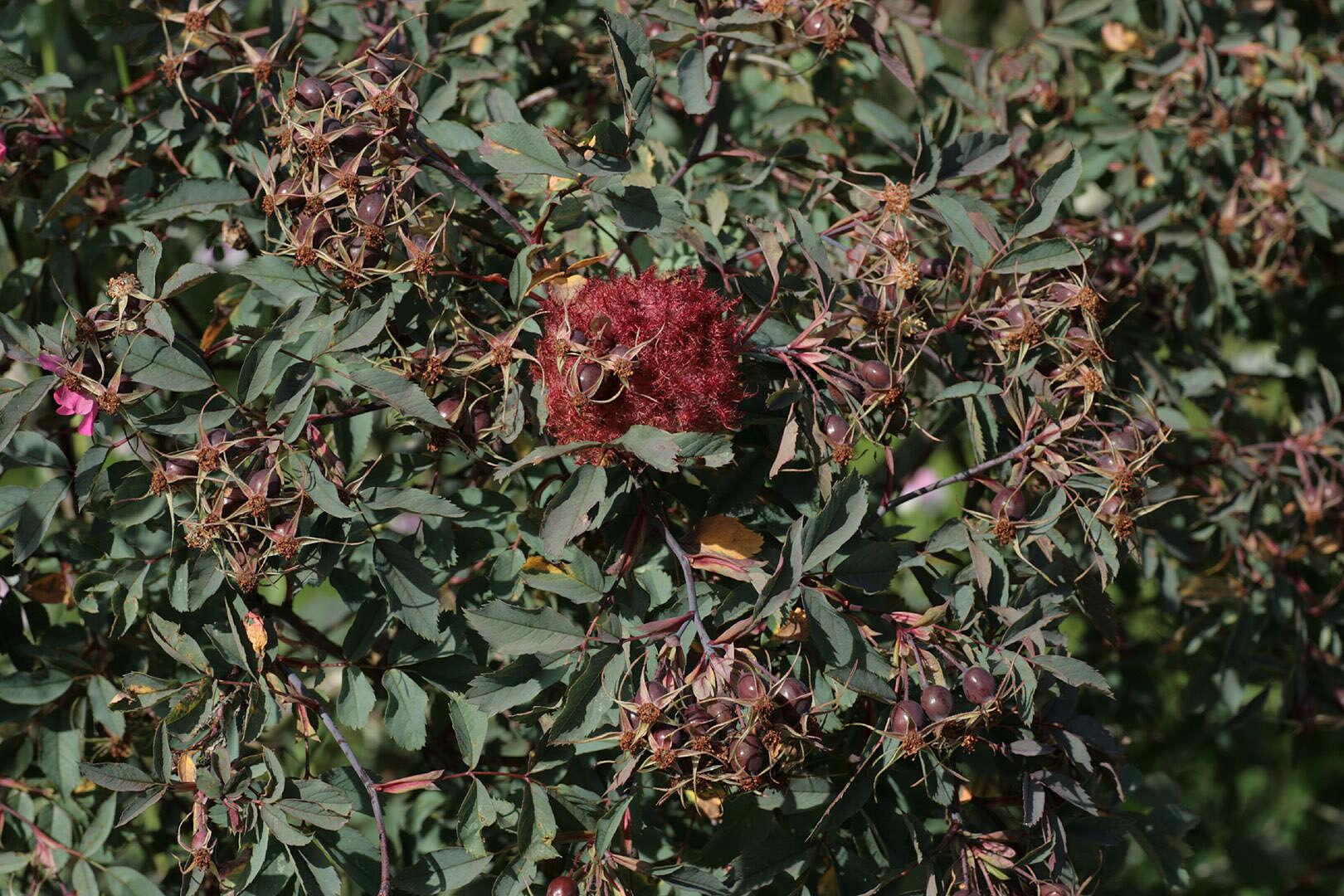 Image of Mossy Rose Gall Wasp