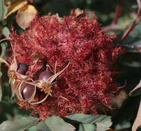 Image of Mossy Rose Gall Wasp