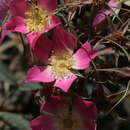 Image of <i>Rosa ferruginea</i>
