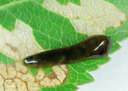 Image of Cherry slug