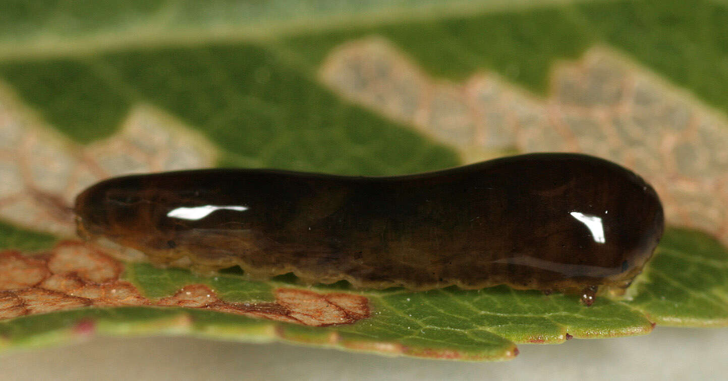 Image de Caliroa cerasi (Linnaeus)