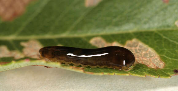 Image de Caliroa cerasi (Linnaeus)