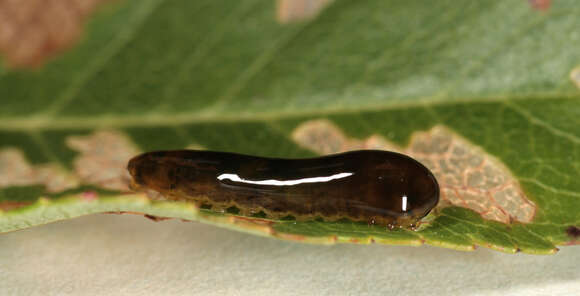 Image of Cherry slug