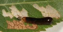 Image de Caliroa cerasi (Linnaeus)