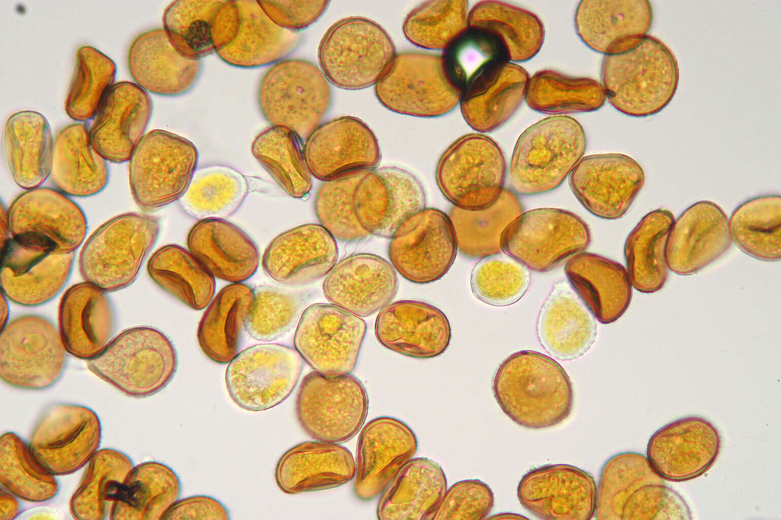 Image de Puccinia hydrocotyles (Mont.) Cooke 1880