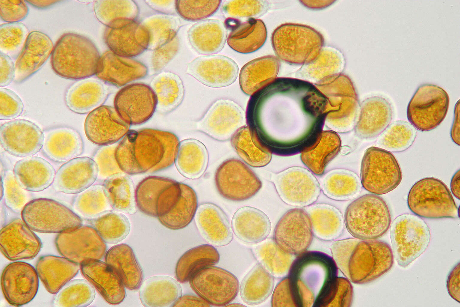 Image de Puccinia hydrocotyles (Mont.) Cooke 1880