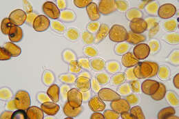 Image de Puccinia hydrocotyles (Mont.) Cooke 1880