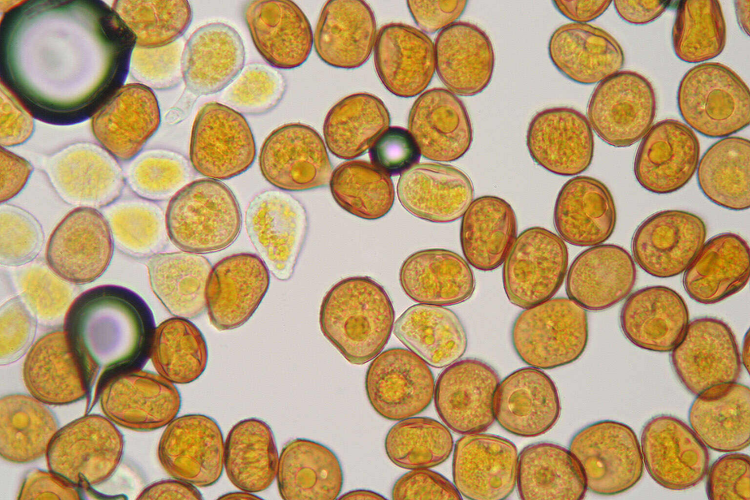 Image of Puccinia hydrocotyles (Mont.) Cooke 1880