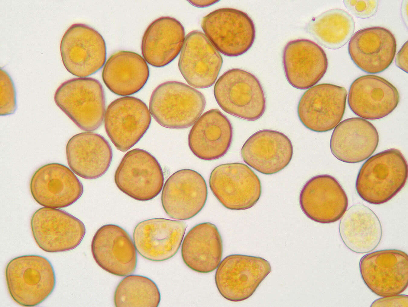 Image of Puccinia hydrocotyles (Mont.) Cooke 1880