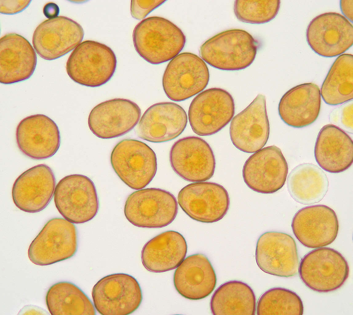 Image de Puccinia hydrocotyles (Mont.) Cooke 1880