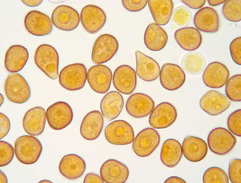 Image of Puccinia hydrocotyles (Mont.) Cooke 1880