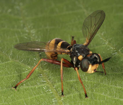 Image of Conops quadrifasciatus De Geer 1776