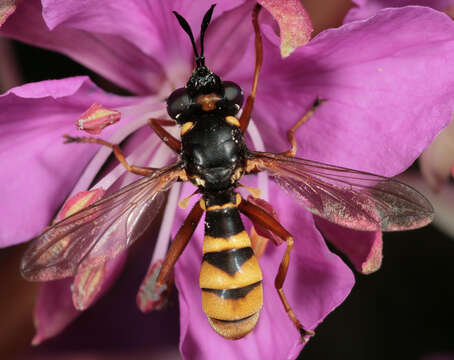 Image of Conops quadrifasciatus De Geer 1776