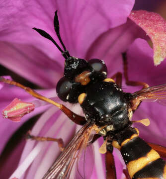 Image of Conops quadrifasciatus De Geer 1776