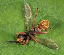 Image of Conops quadrifasciatus De Geer 1776