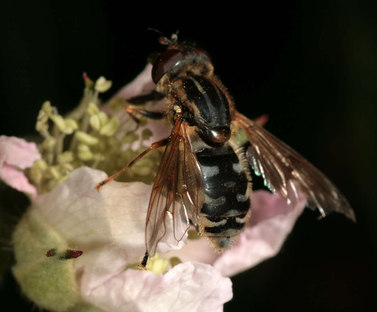 Image of Anasimyia lineata