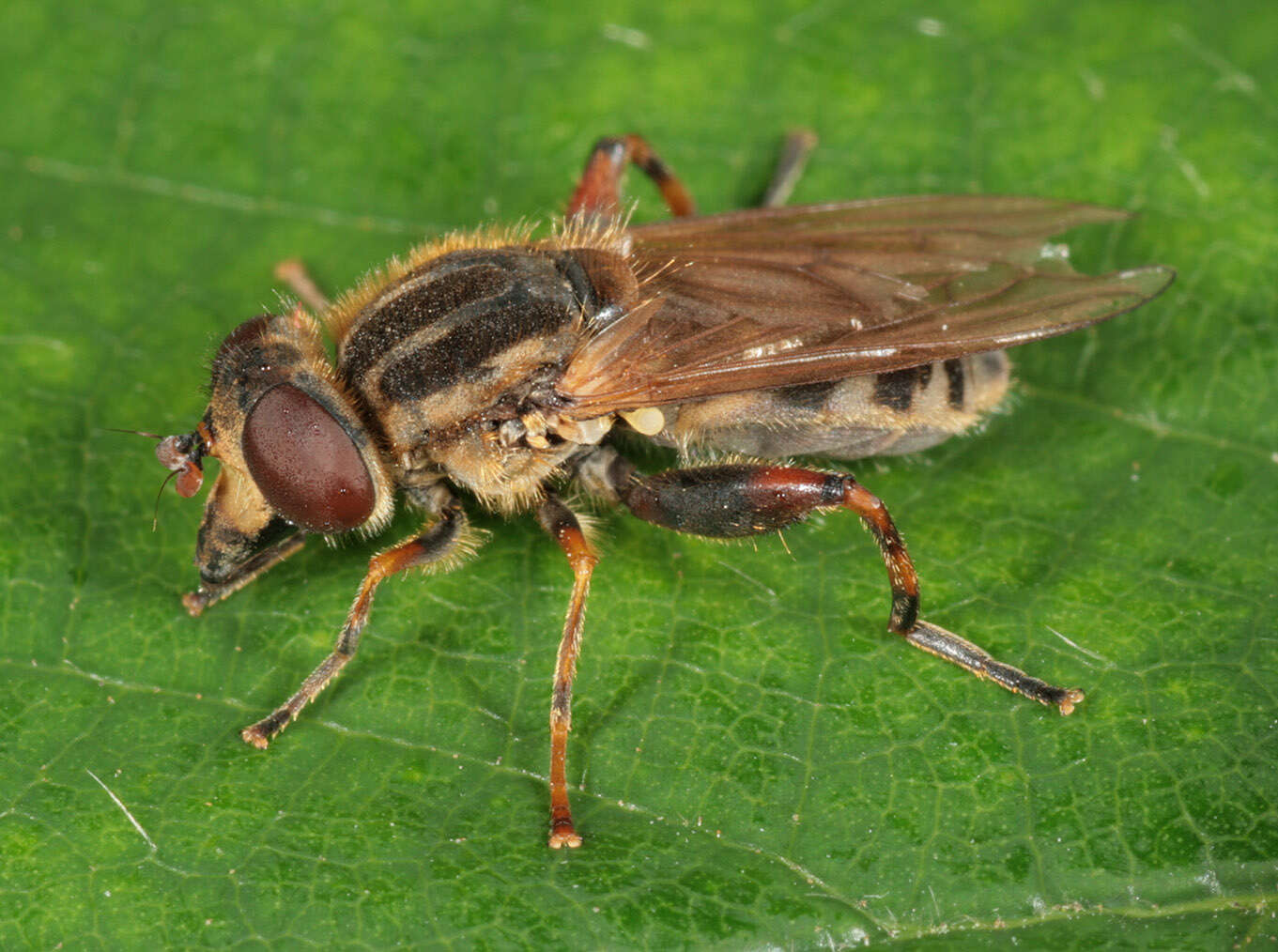 Image of Anasimyia lineata