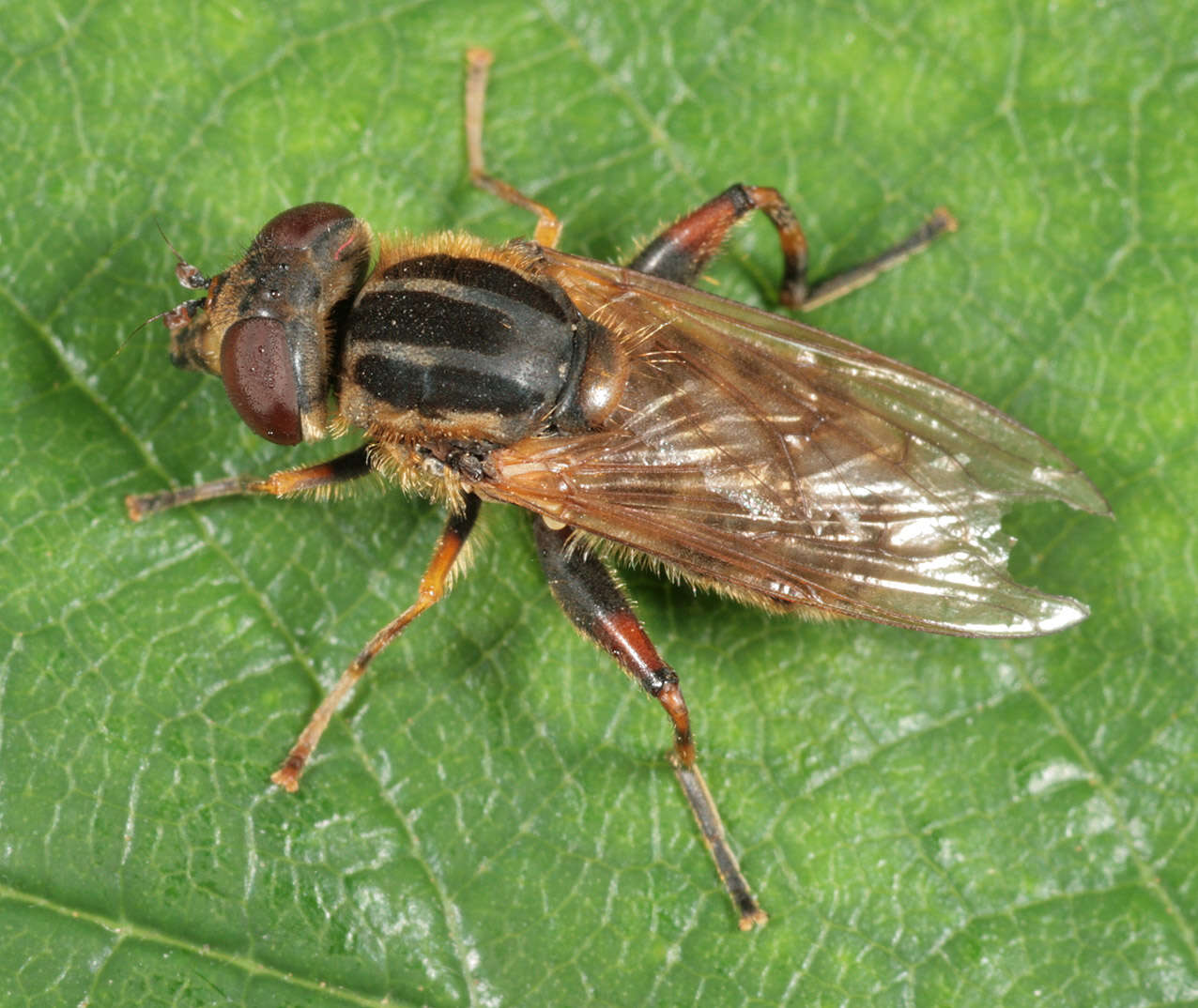 Image of Anasimyia lineata