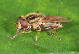 Image of Anasimyia lineata