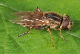 Image of Anasimyia lineata