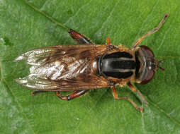 Image of Anasimyia lineata