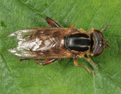 Image of Anasimyia lineata