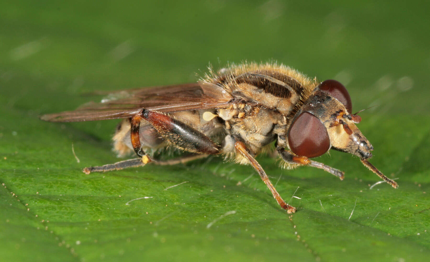 Image of Anasimyia lineata