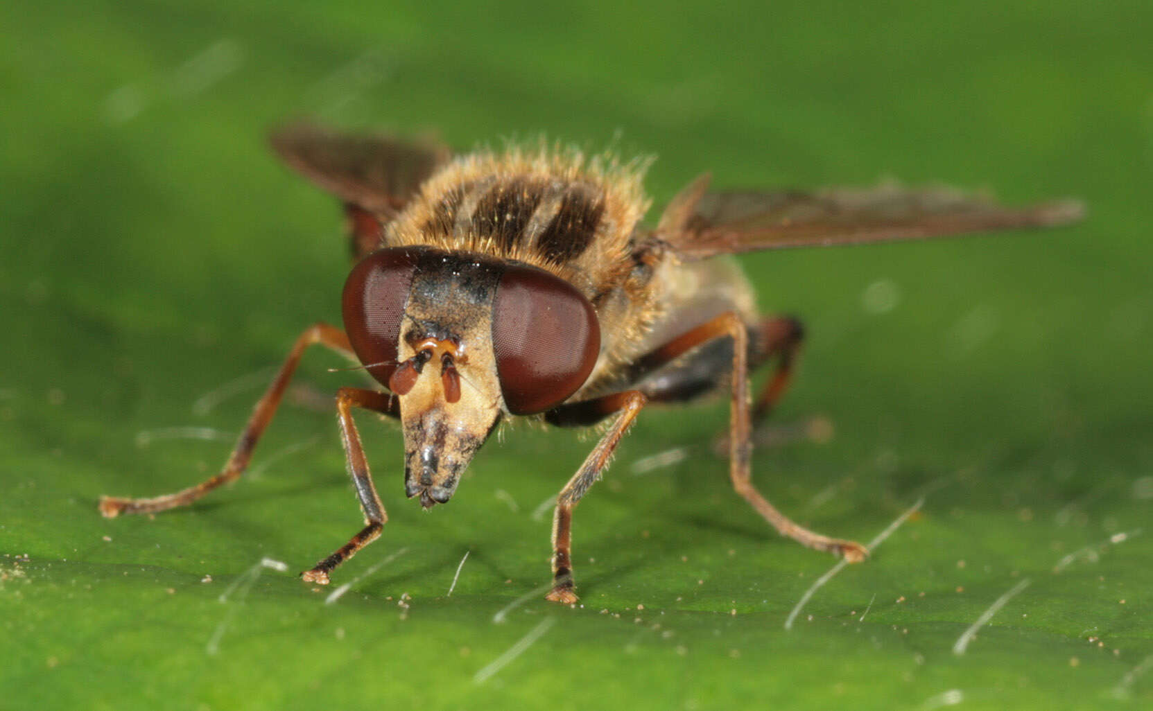 Image of Anasimyia lineata